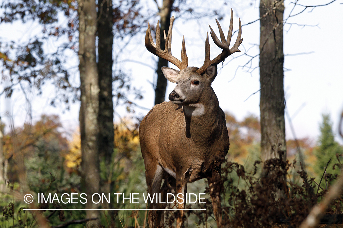 White-tailed buck in habitat. 