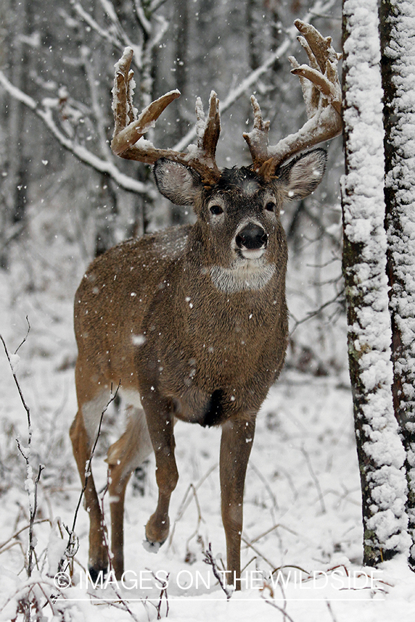 White-tailed buck in habitat. 