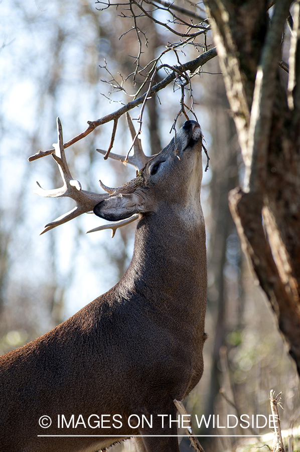 White-tailed buck scent marking branch. 