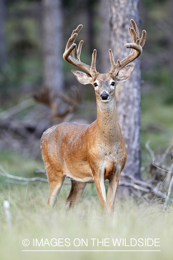 White-tailed buck in velvet.