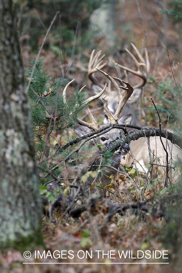 White-tailed buck scent marking branch.