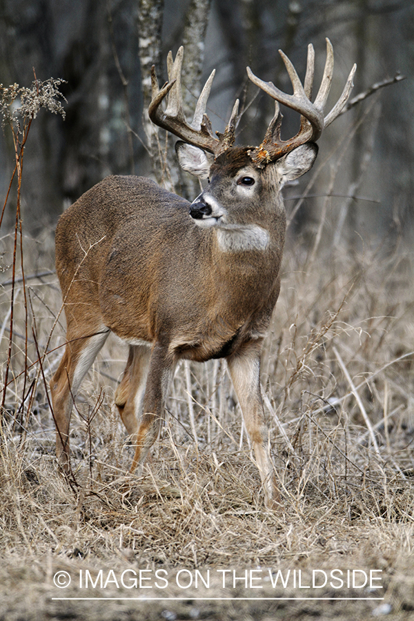 White-tailed buck in habitat.