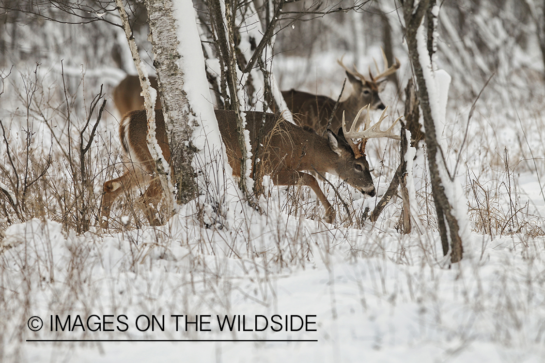 White-tailed bucks in winter habitat.