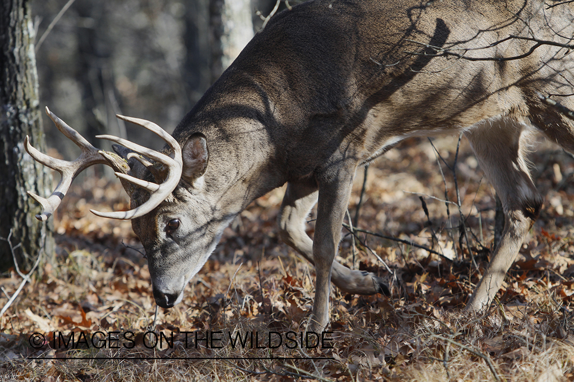 White-tailed buck displaying aggressive behavior.