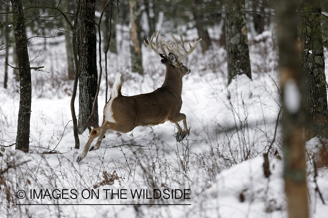 White-tailed buck fleeing in winter habitat.