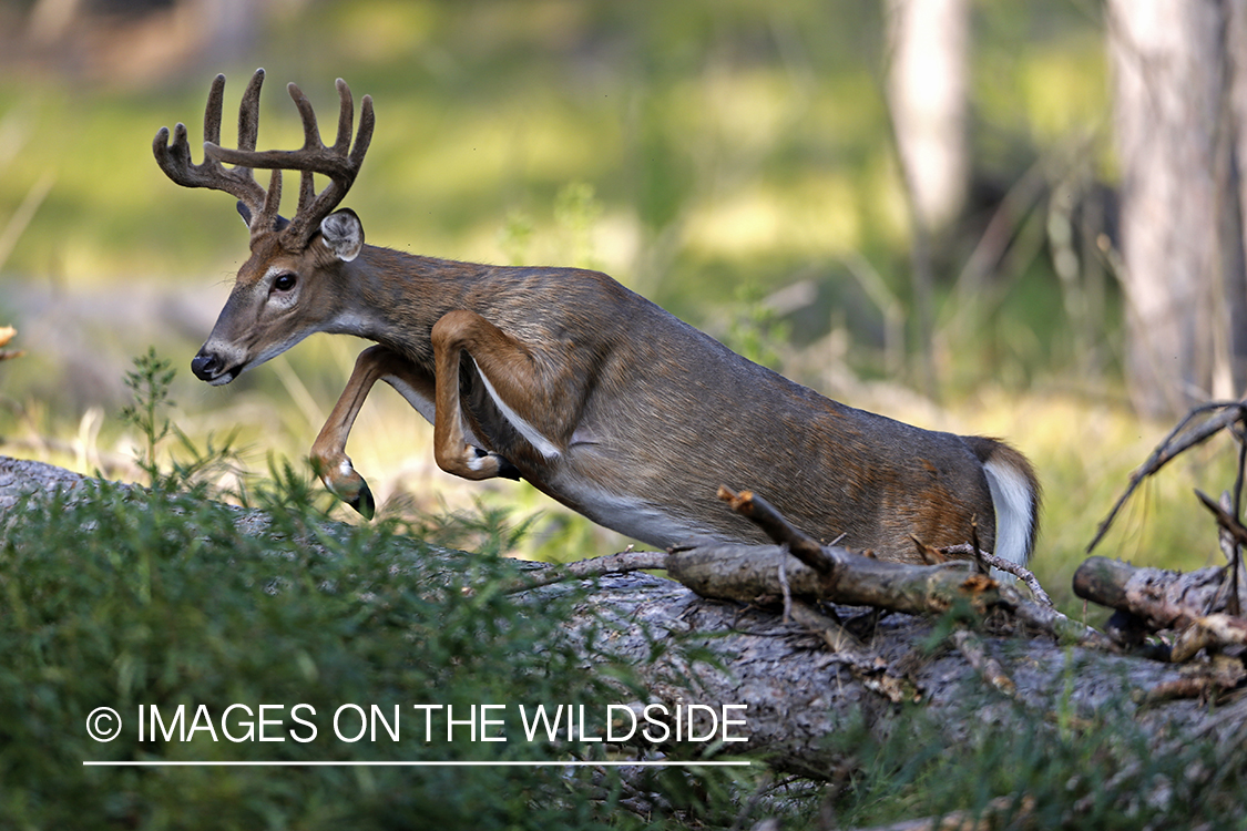 White-tailed buck in habitat.