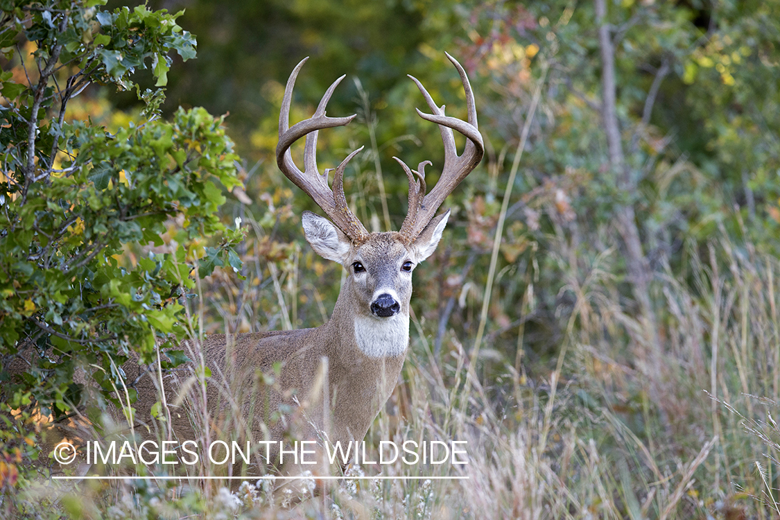 White-tailed buck in habitat. 