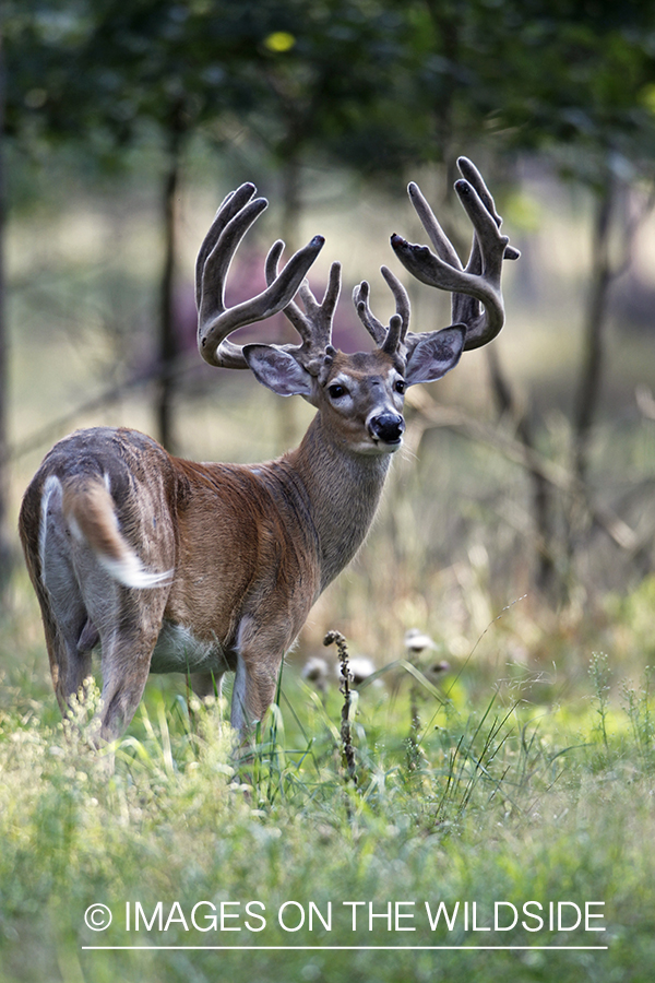 White-tailed buck in velvet.