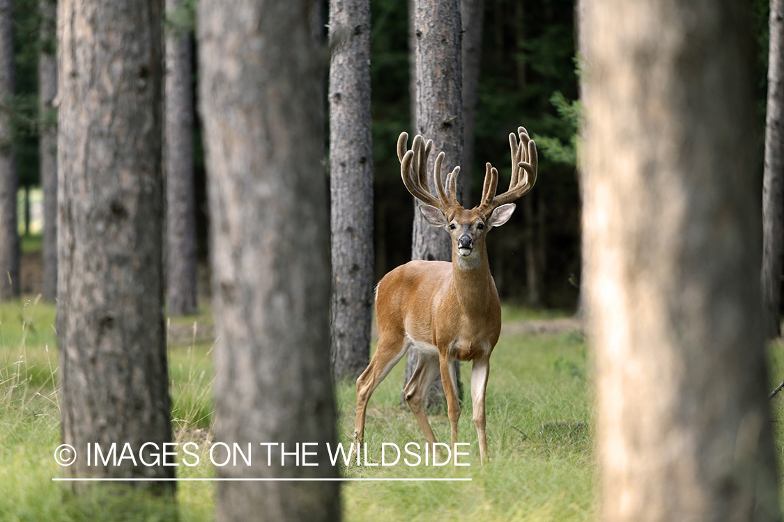 White-tailed buck in velvet.