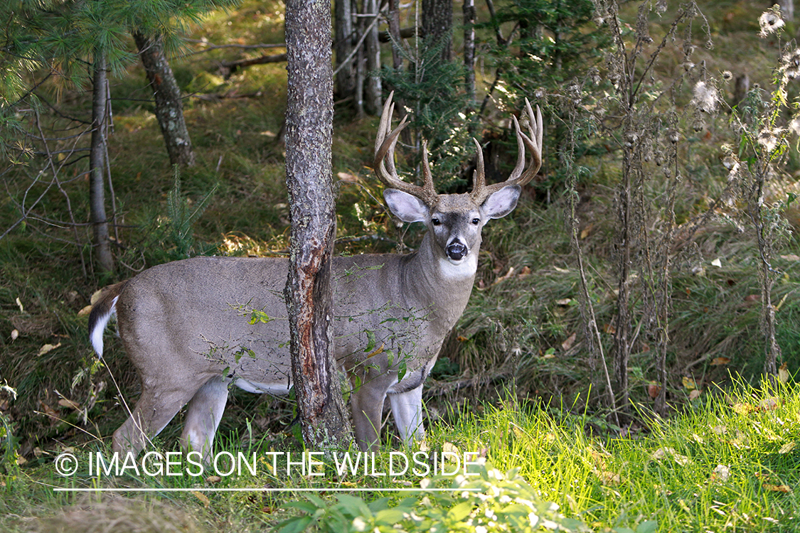 White-tailed buck in habitat.