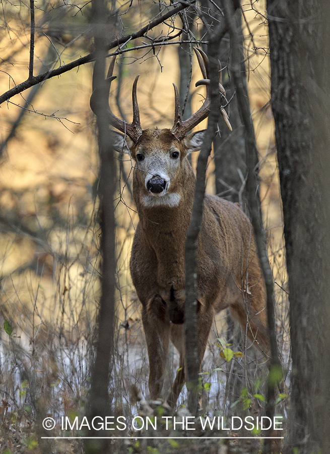 White-tailed buck in habitat.