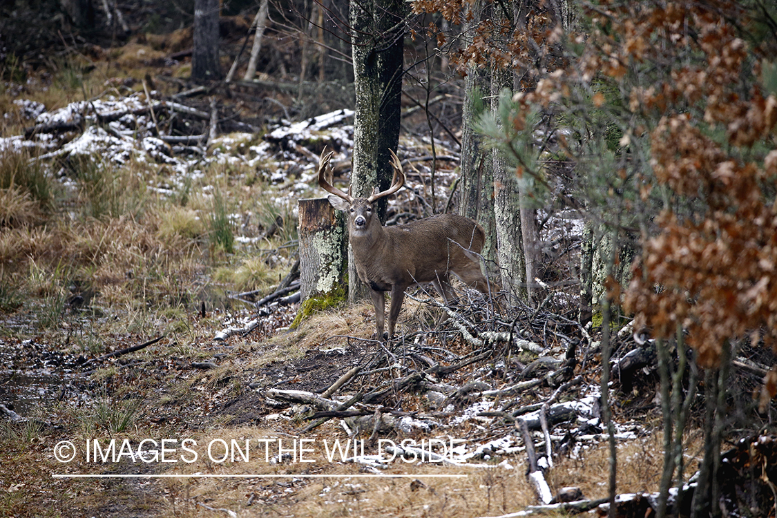 White-tailed buck in habitat.