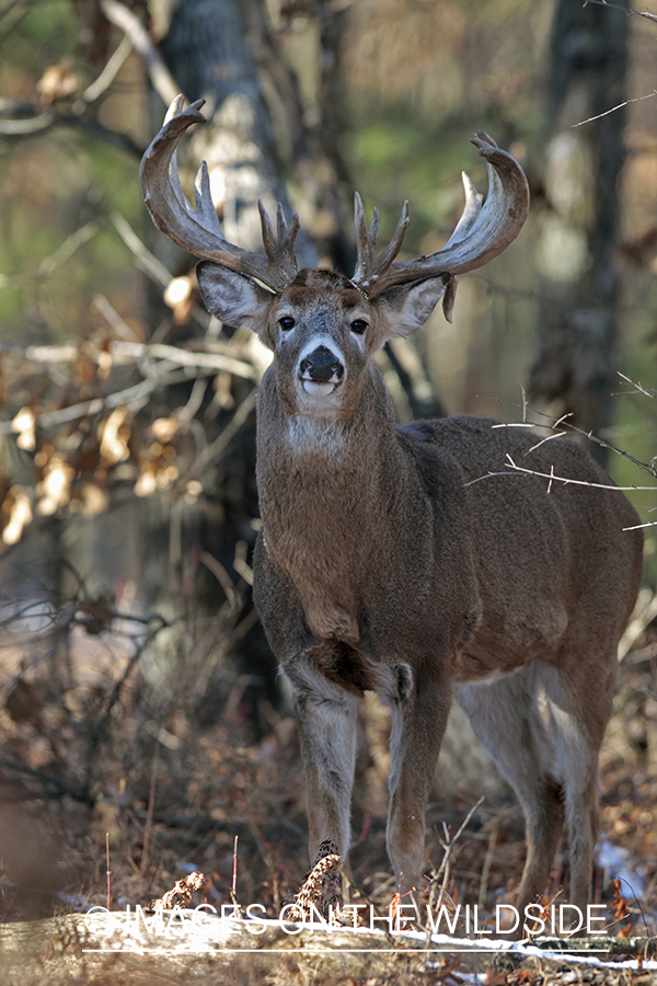 White-tailed buck in rut.