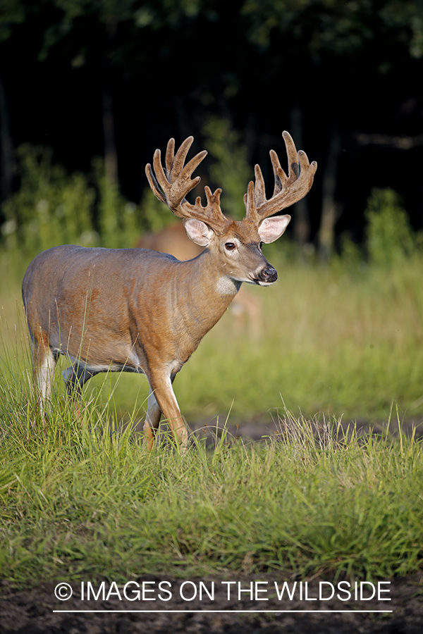 White-tailed Buck in Velvet.