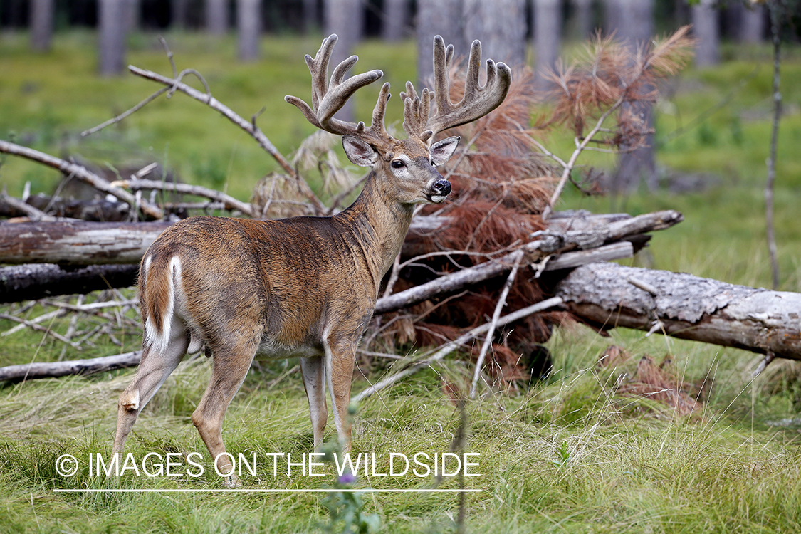 White-tailed buck in Velvet.