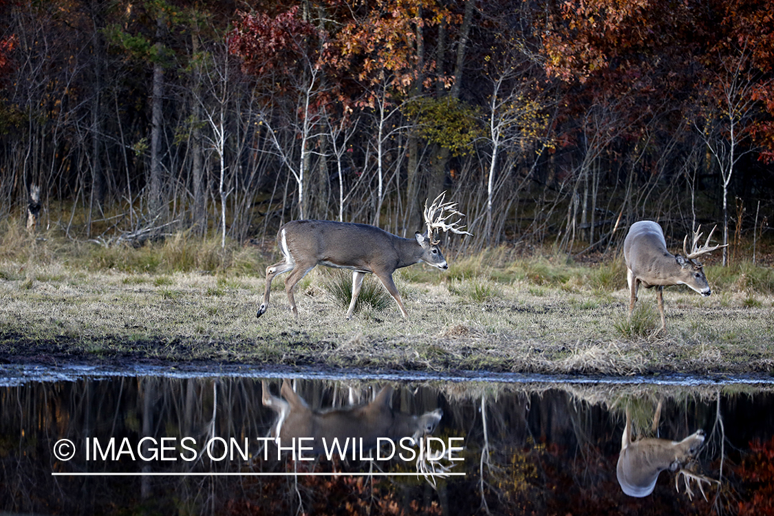 Two white-tailed bucks with reflection in water.