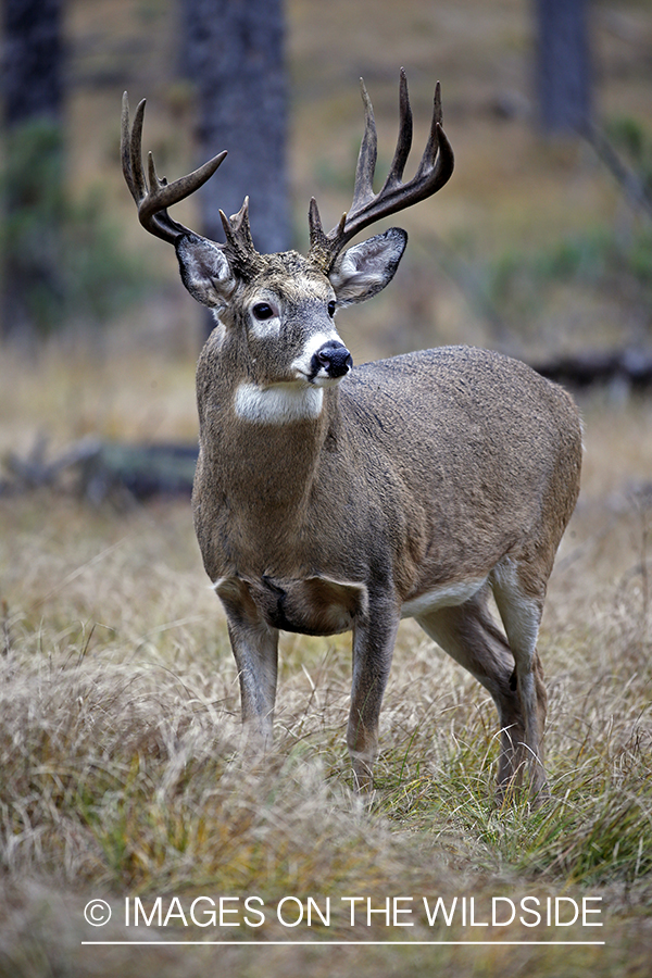 White-tailed buck in woods.