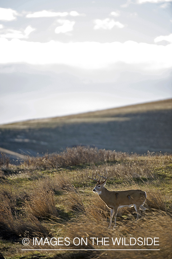 White-tailed buck in habitat.