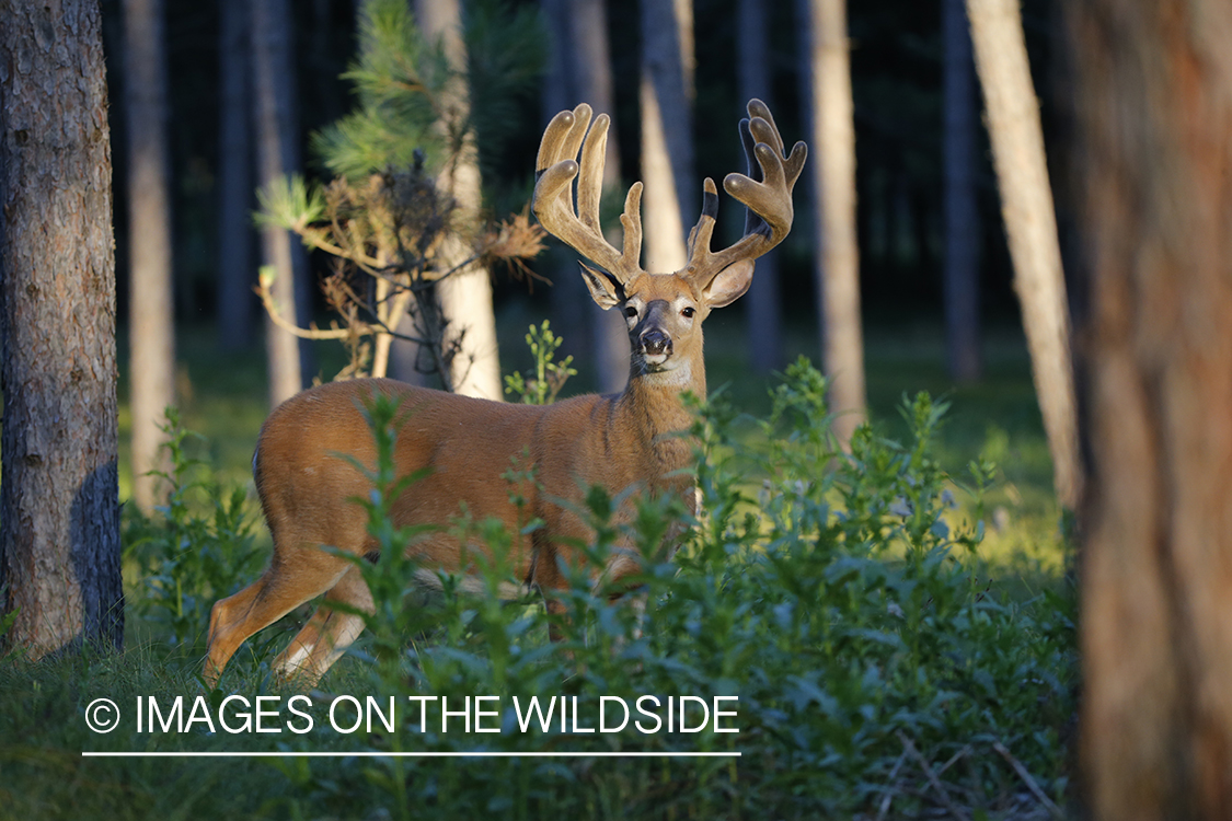 White-tailed buck in velvet.