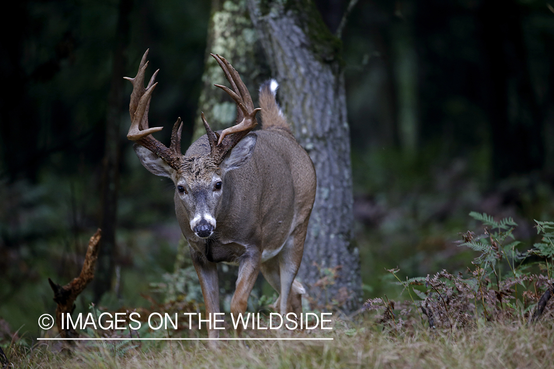 White-tailed buck in field.