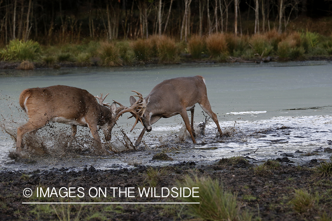 White-tailed bucks fighting during rut.