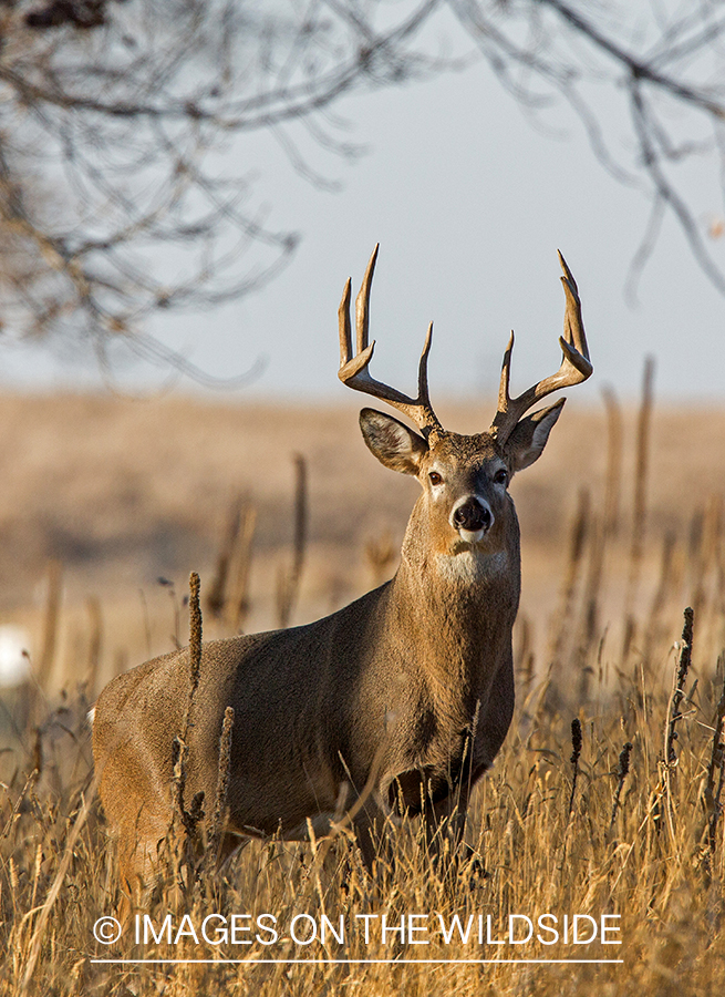 White-tailed buck in field.