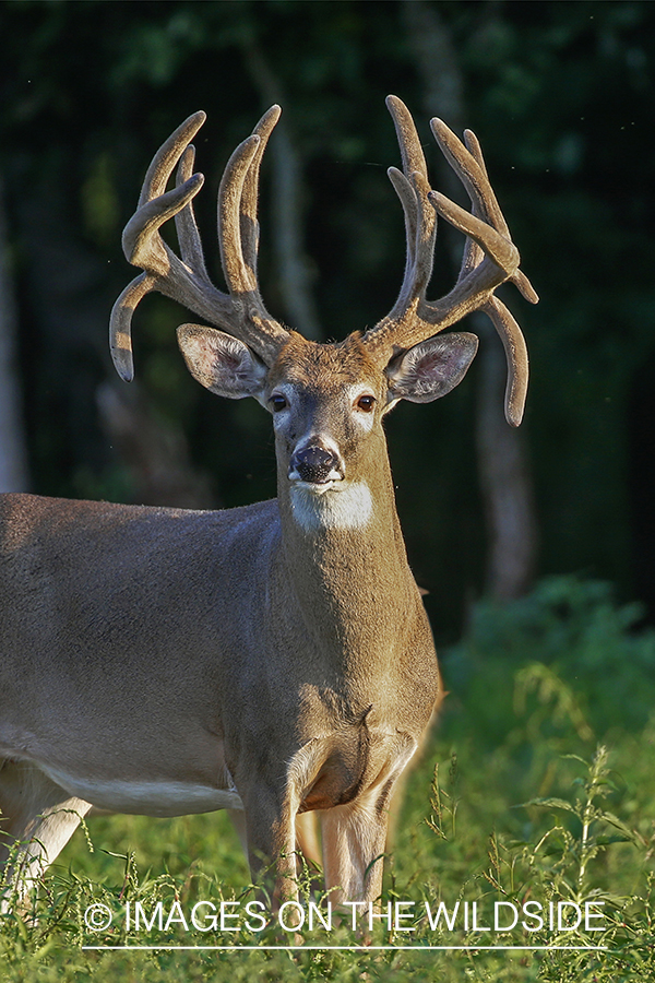 White-tailed buck in Velvet.