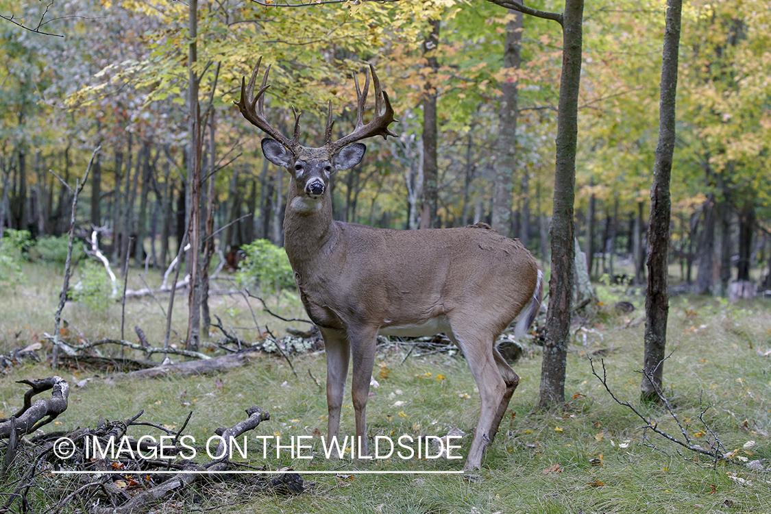 White-tailed buck in the rut.