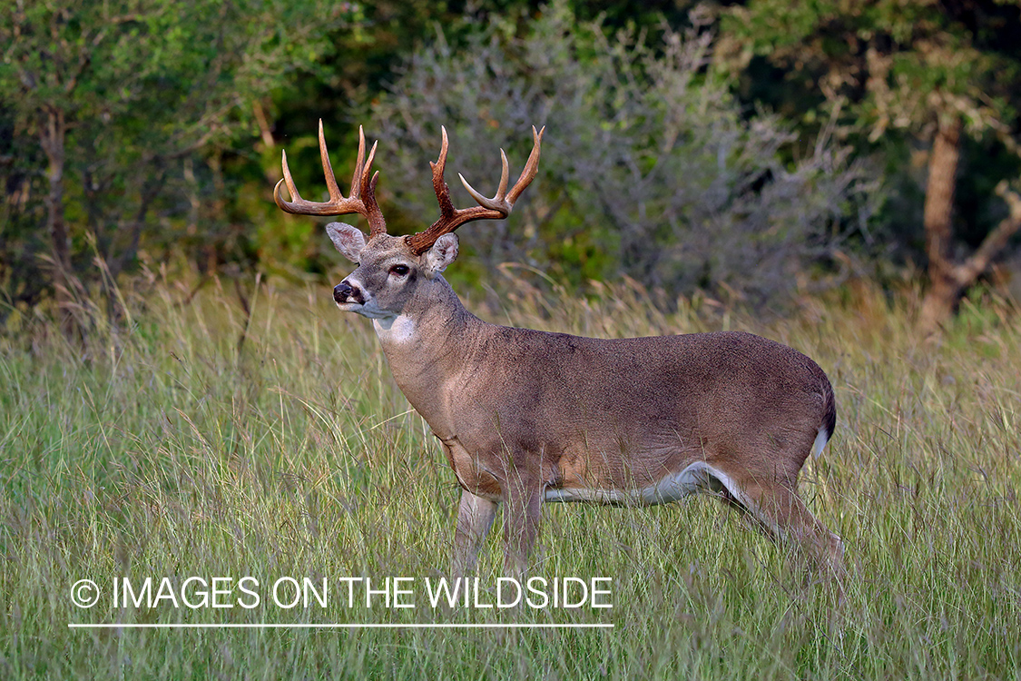 White-tailed buck in field.