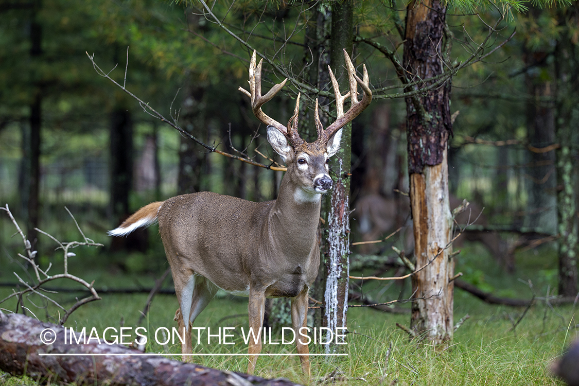 White-tailed buck in the Rut.