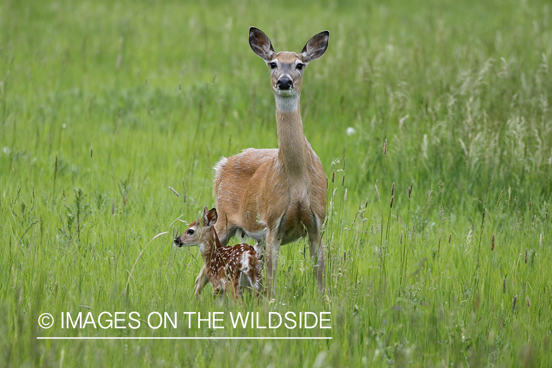 White-tailed doe with fawn.