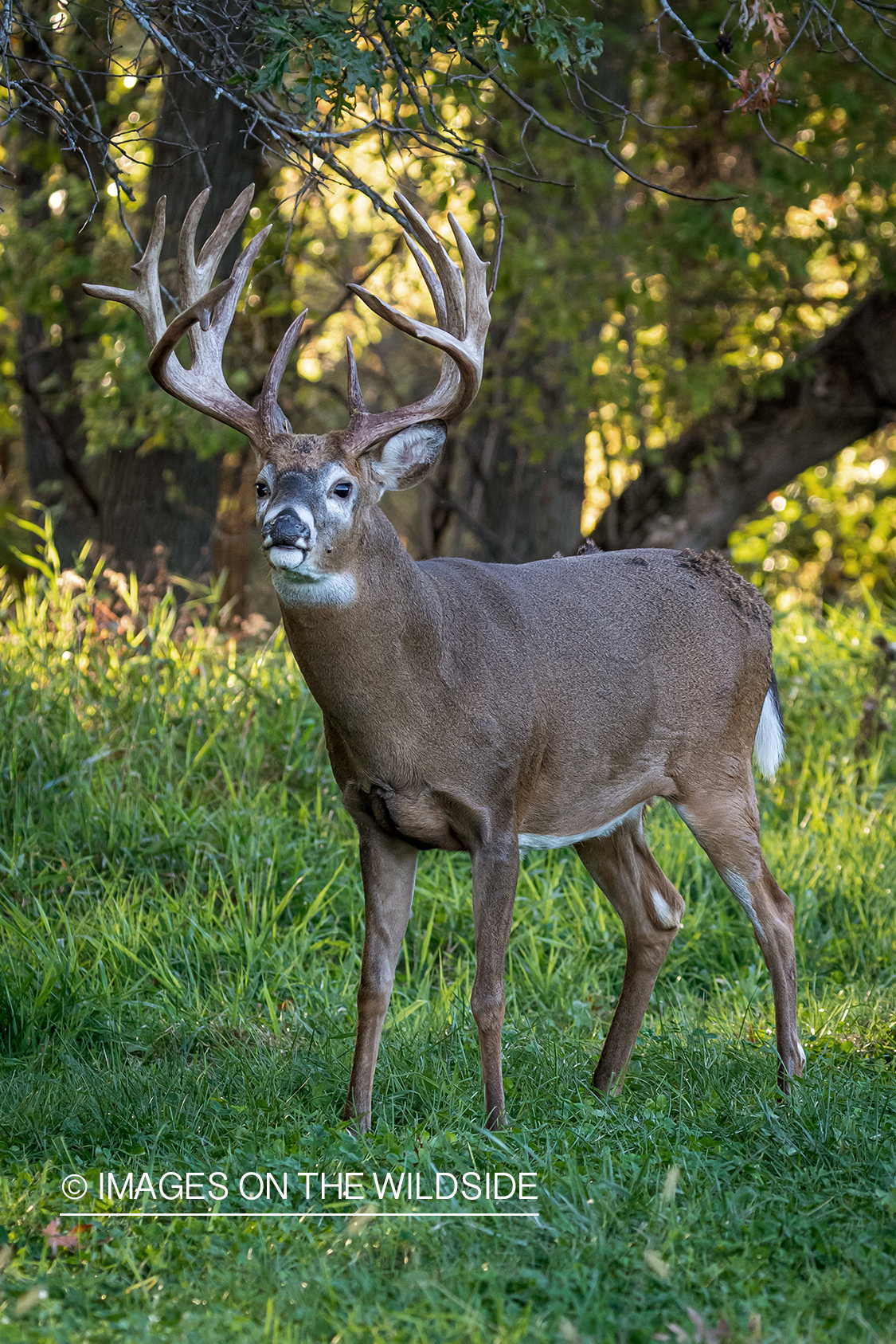 White-tailed deer in field.