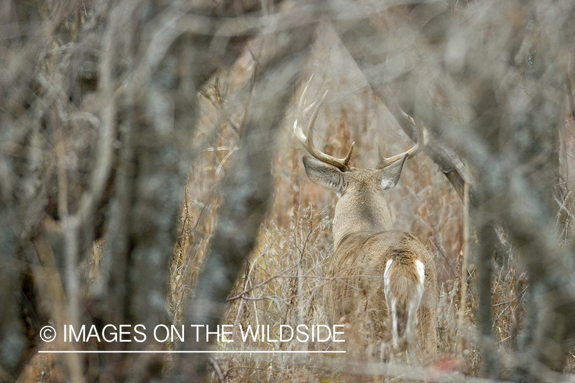 White-tailed buck through trees.