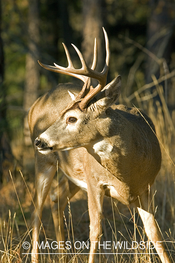 White-tailed deer in habitat