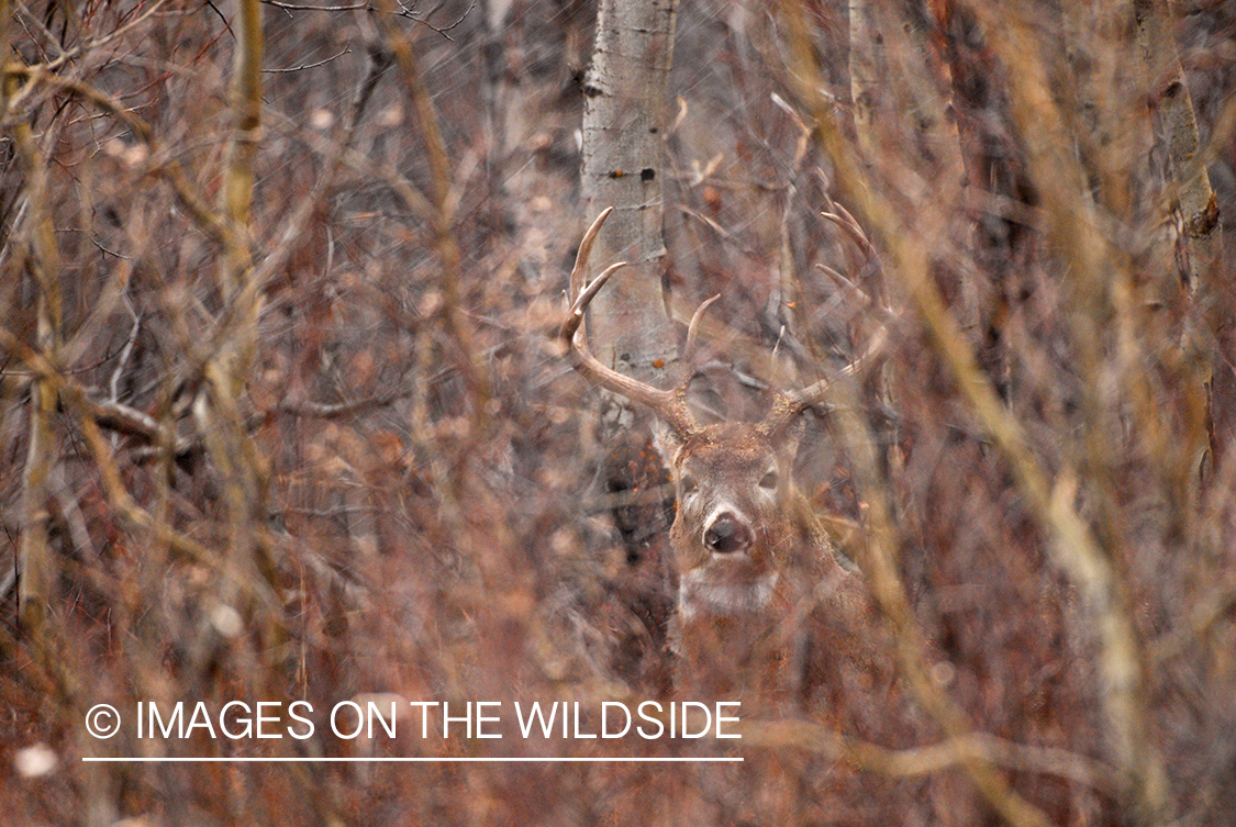 Whitetail Buck