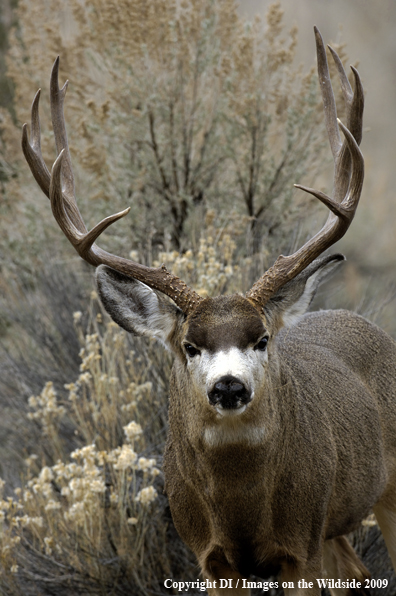 Mule buck in habitat.