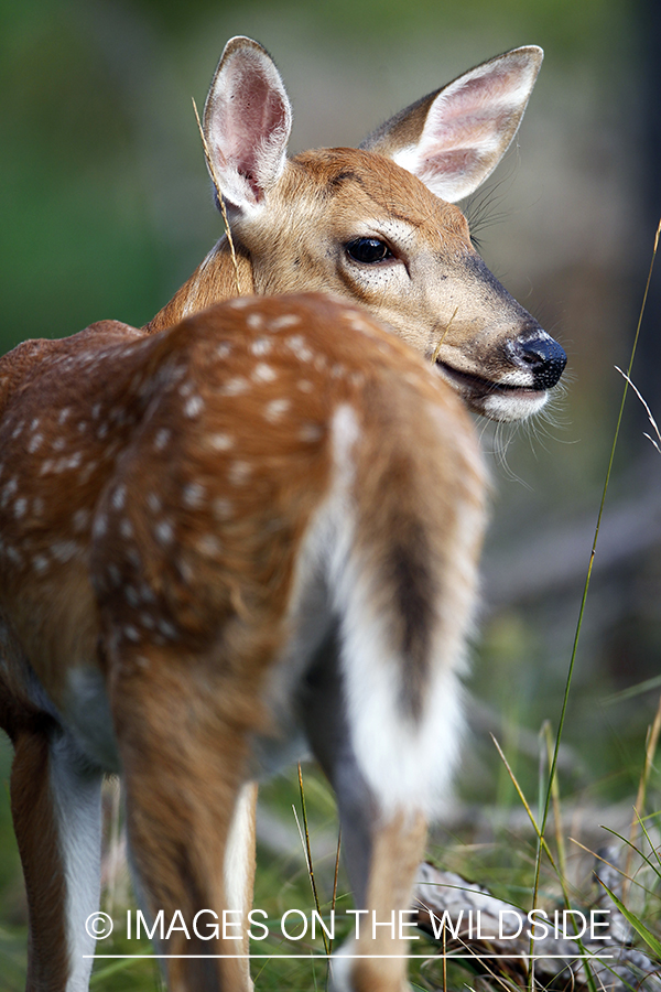 White-tailed fawn in habitat. 