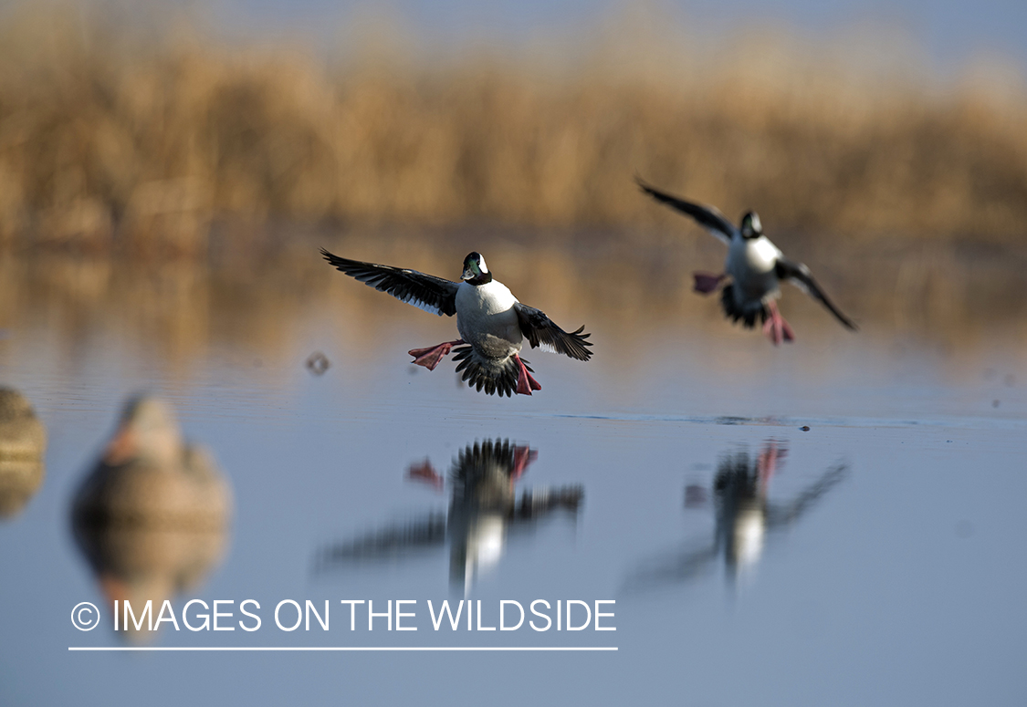 Bufflehead ducks landing on pond.