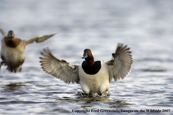 Canvasback duck