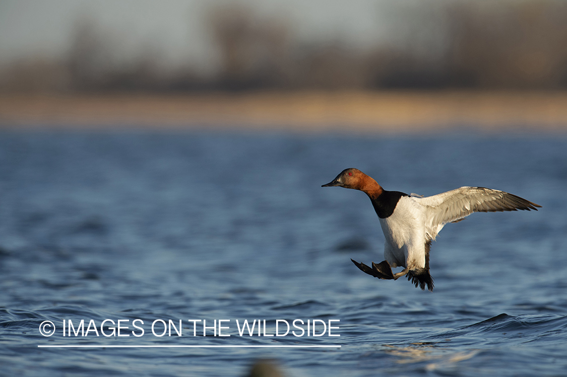 Canvasback in flight.