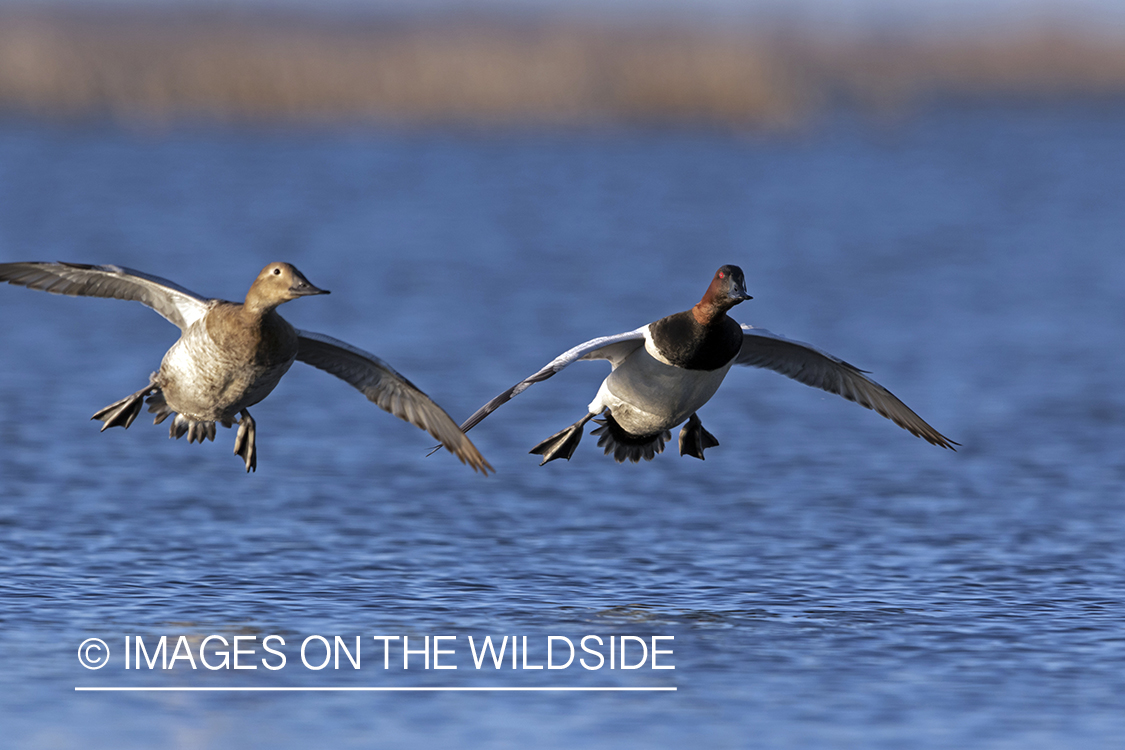 Canvasback drake and hen in flight.