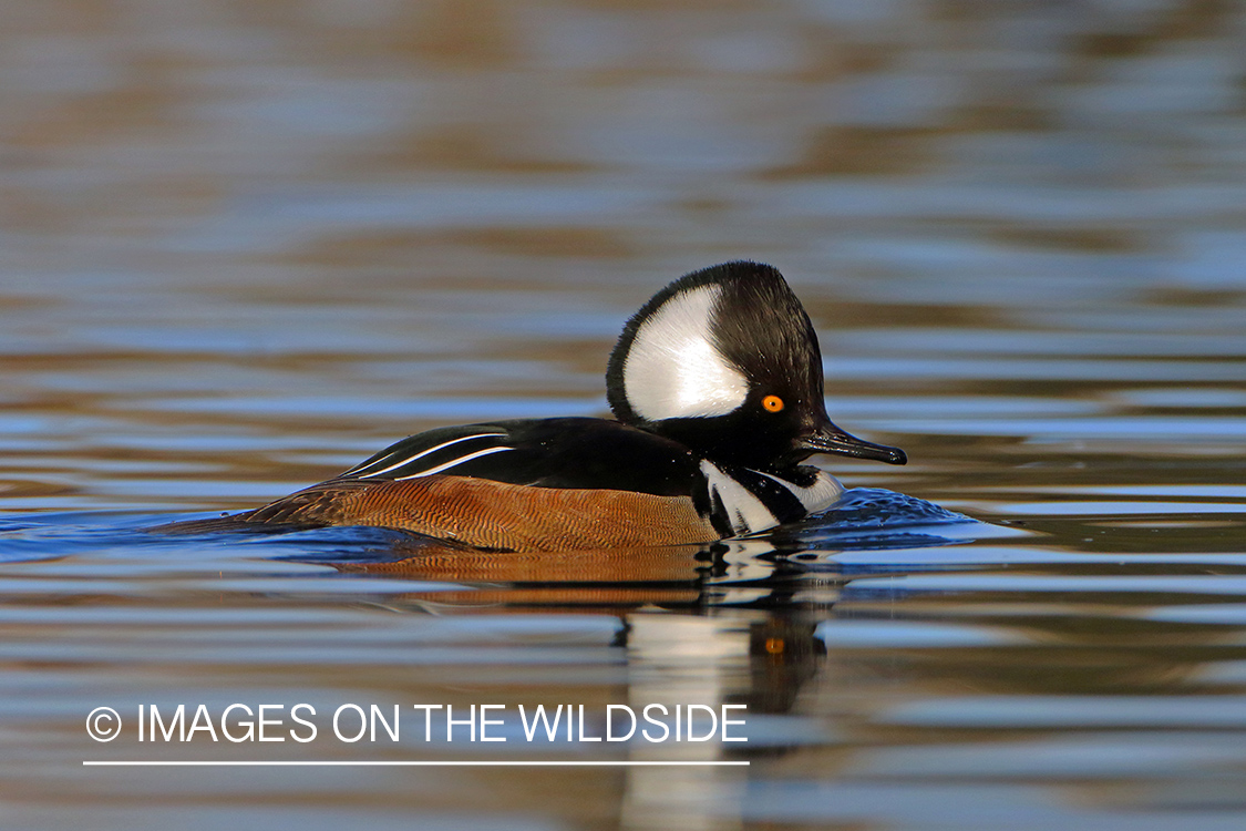 Hooded Merganser on water.