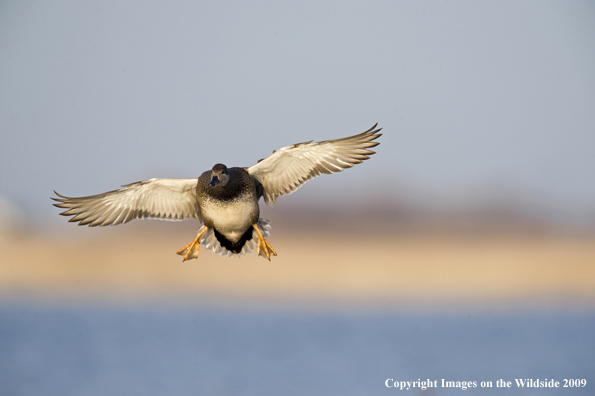 Gadwall duck in flight