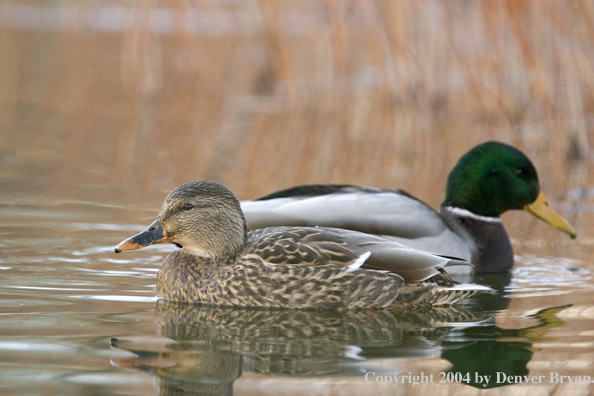 Mallards on pond.