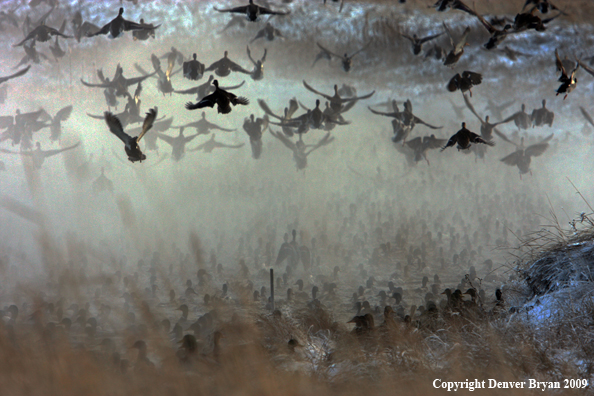 Mallard Ducks/Flock