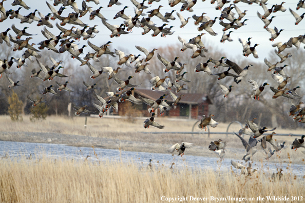 Large flock of mallards in flight. 