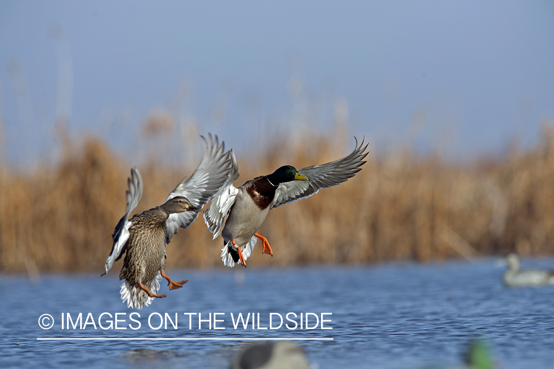 Mallards in flight.