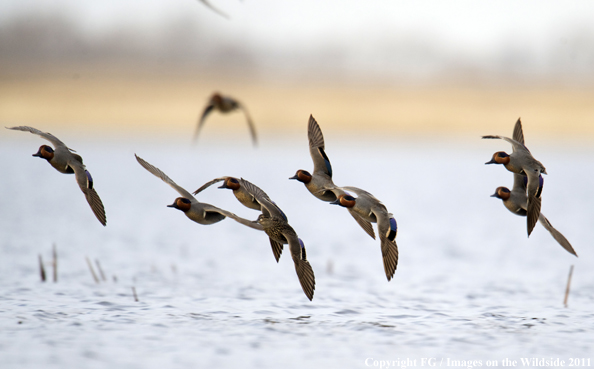 Green-winged Teal flock in flight. 