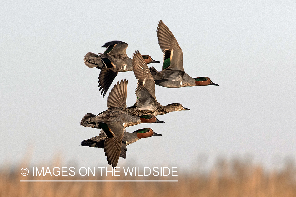 Green-winged Teal in flight.