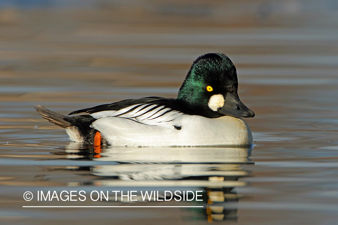 Common Goldeneye Drake